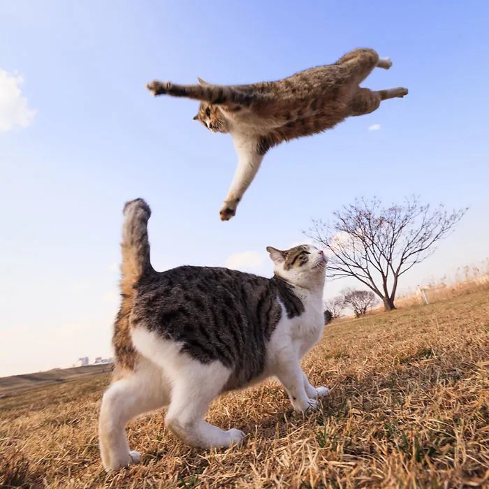 Jumping Cats At Play Look Like Ninjas 
