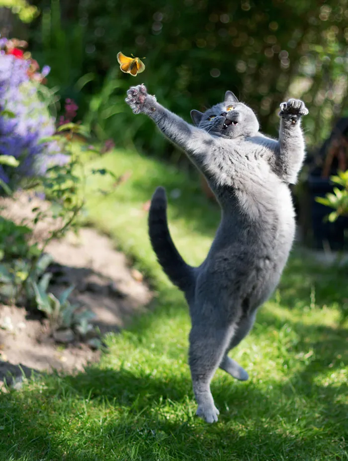 Jumping Cats At Play Look Like Ninjas 