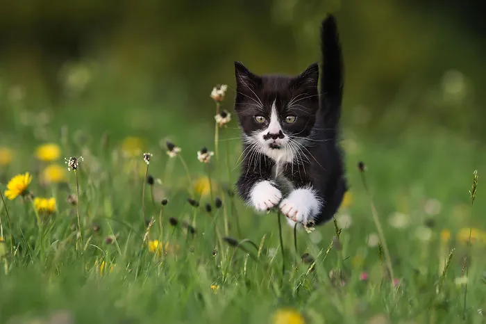 Jumping Cats At Play Look Like Ninjas 