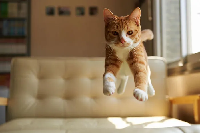 Jumping Cats At Play Look Like Ninjas 