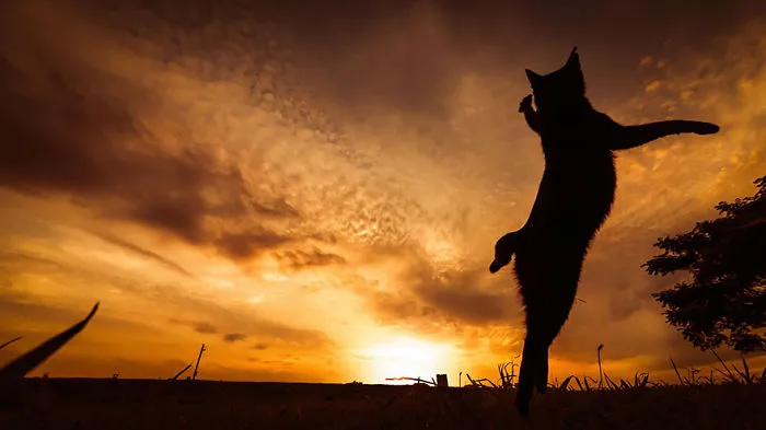 Jumping Cats At Play Look Like Ninjas 