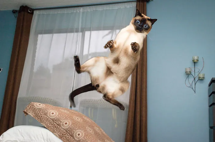 Jumping Cats At Play Look Like Ninjas 