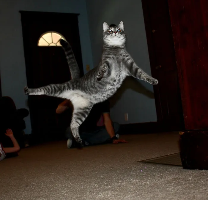Jumping Cats At Play Look Like Ninjas 