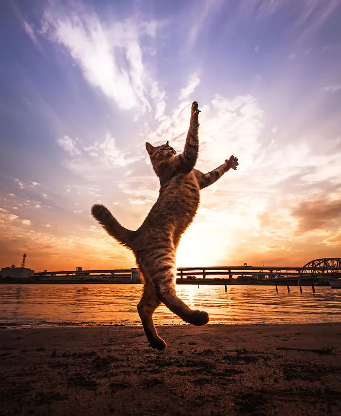 Jumping Cats At Play Look Like Ninjas 