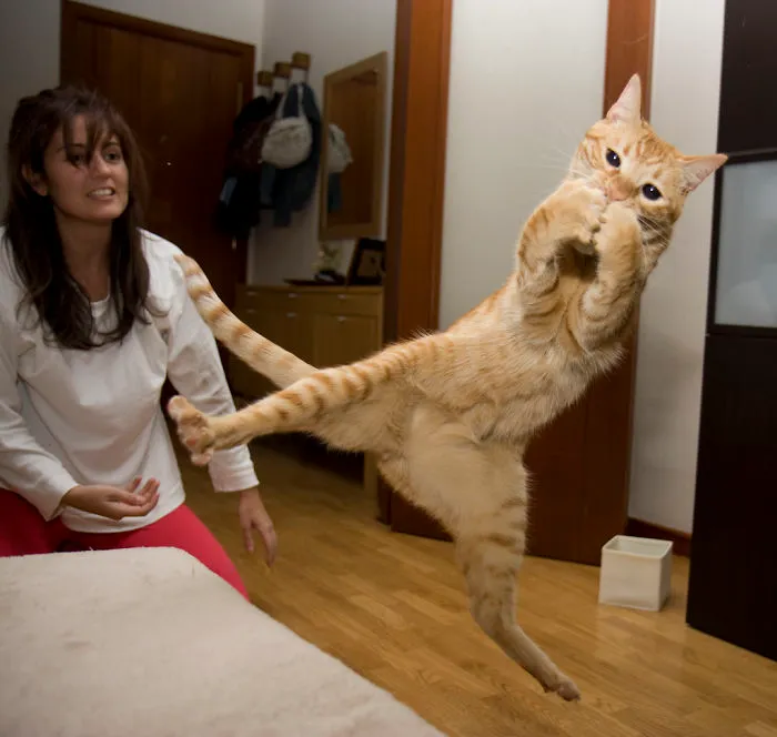 Jumping Cats At Play Look Like Ninjas 