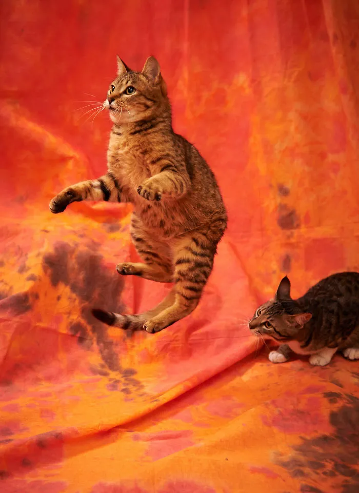 Jumping Cats At Play Look Like Ninjas 