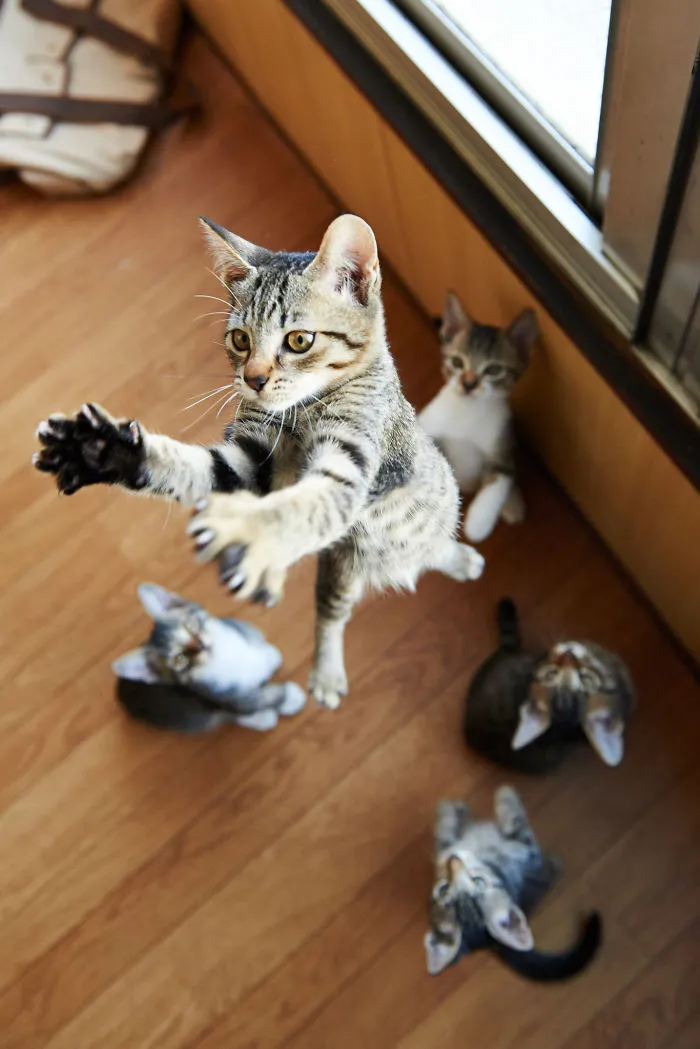 Jumping Cats At Play Look Like Ninjas 