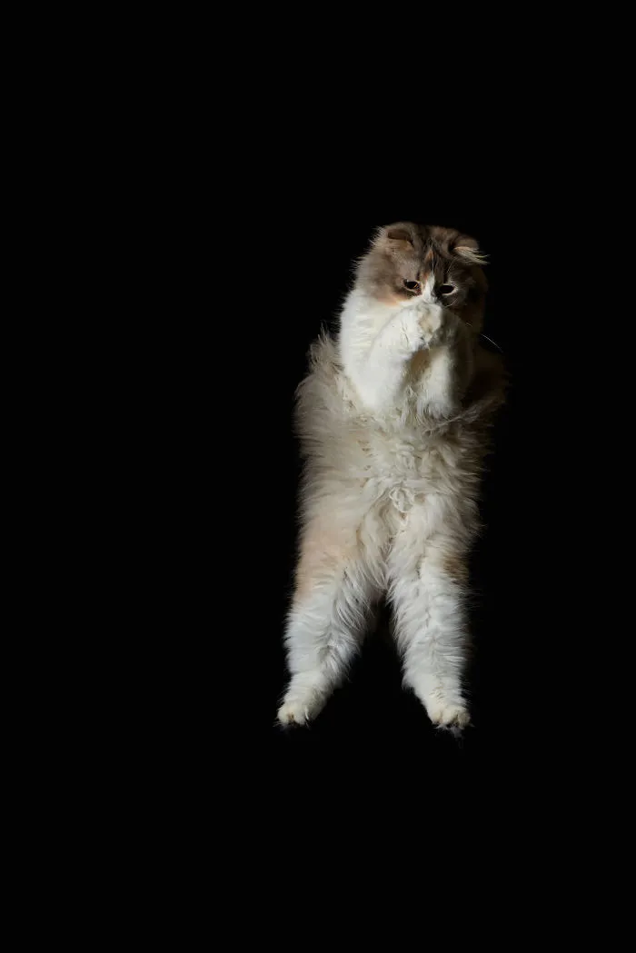 Jumping Cats At Play Look Like Ninjas 