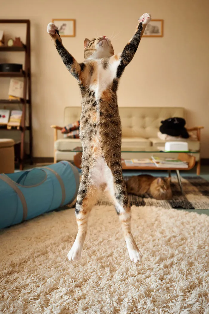Jumping Cats At Play Look Like Ninjas 
