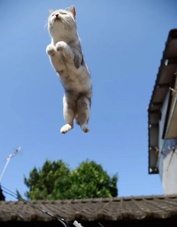 Jumping Cats At Play Look Like Ninjas 