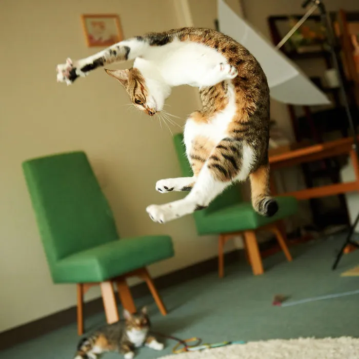 Jumping Cats At Play Look Like Ninjas 