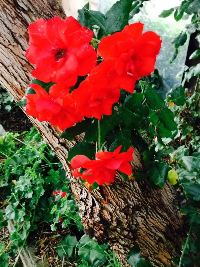 Evening Roses