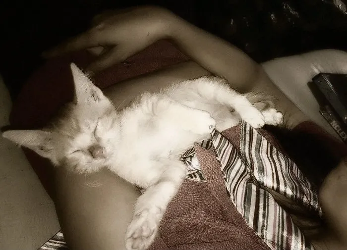 179 Heartwarming Photos Of Kids Playing With Their Cats
