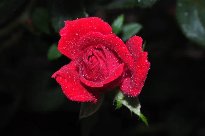 Rose In Dew