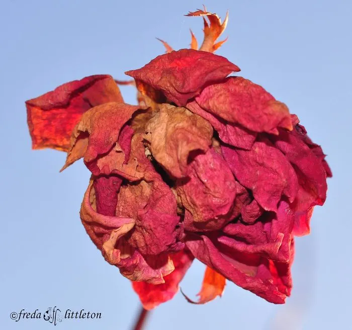Freeze Dried Rose