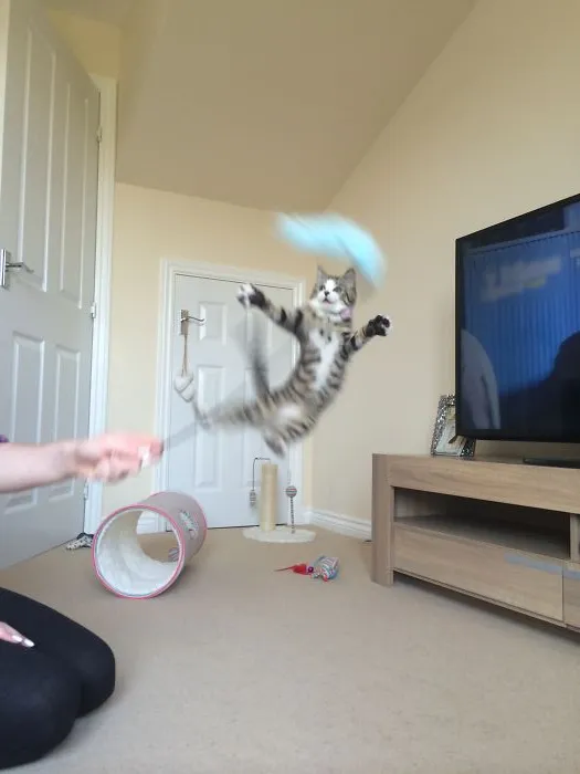 Jumping Cats At Play Look Like Ninjas 