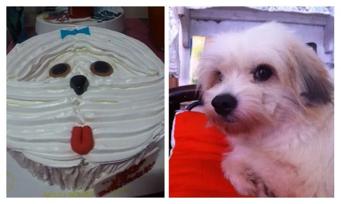 Dog Cake