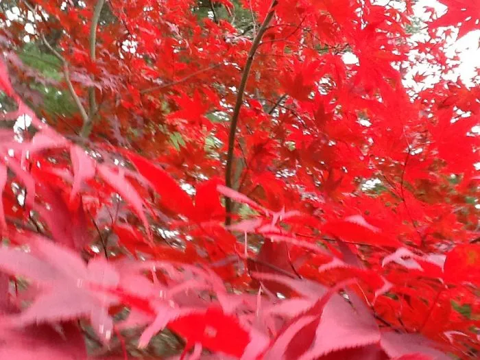 Becoming Fall