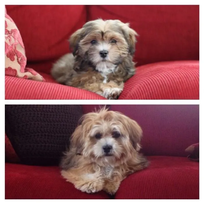 Billy 11 Weeks And 7 Months Old