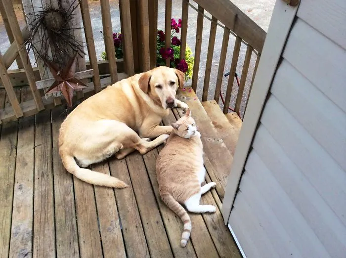 Sophie And Her Rescue Brother Boston!