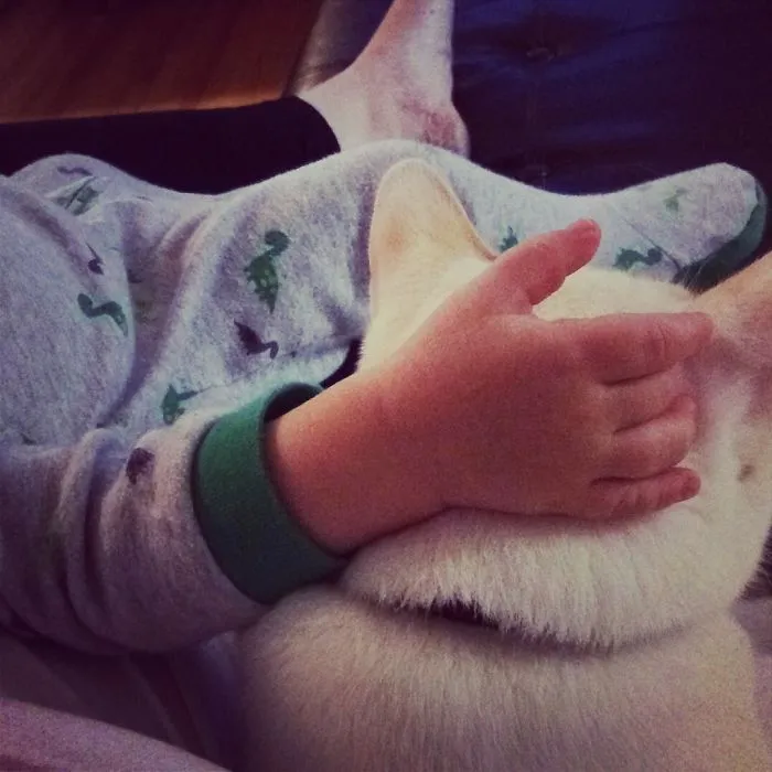 179 Heartwarming Photos Of Kids Playing With Their Cats