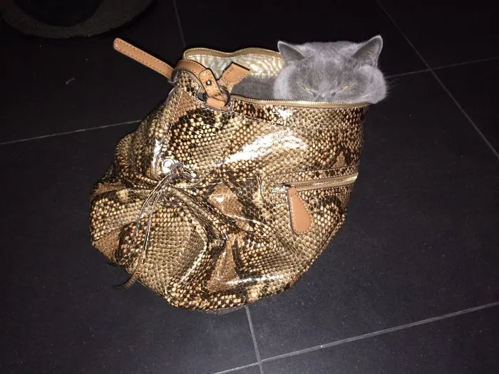 Cat In A Bag