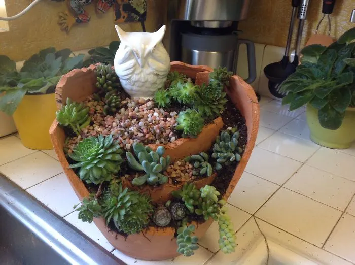 Love My Succulents.