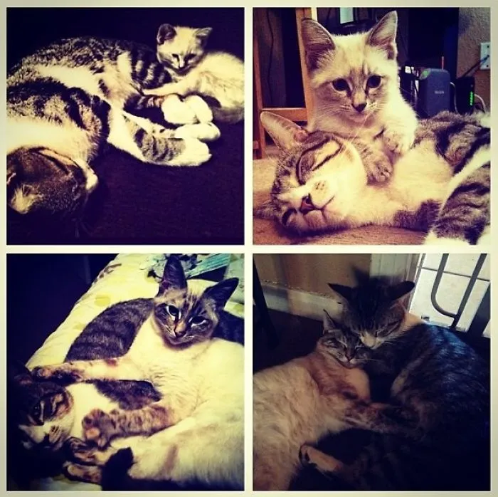 Pippin And His Stray, Tildy. 3 Years Apart(ish)