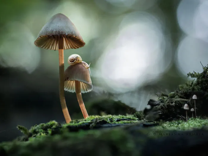 Mushrooms With A Snail 