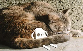 It's A Cat's World: I Made A Calendar For Those Who Like Little Furry Things (Except For Fur Coats)