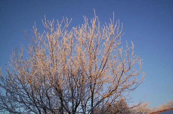 Winter At Beatifull Trees