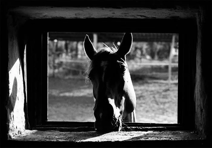 Horsey