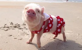 Meet Priscilla: The Prettiest Mini Pig On Instagram