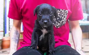 Story Of A Rescued Puppy