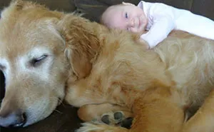 92 Big Dogs Caring For Little Kids