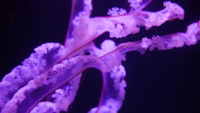 Barcelona Media Design / Jellyfish, Atlantis, The Bahamas