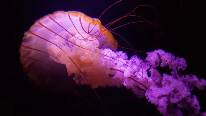 Barcelona Media Design / Jellyfish, Atlantis, The Bahamas