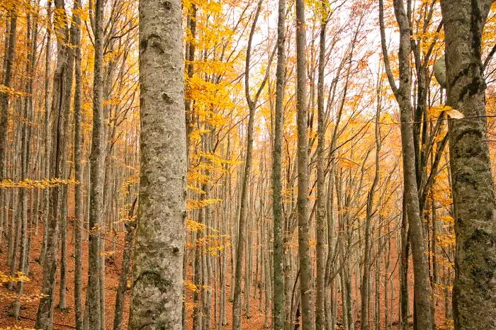 Burning Trees
