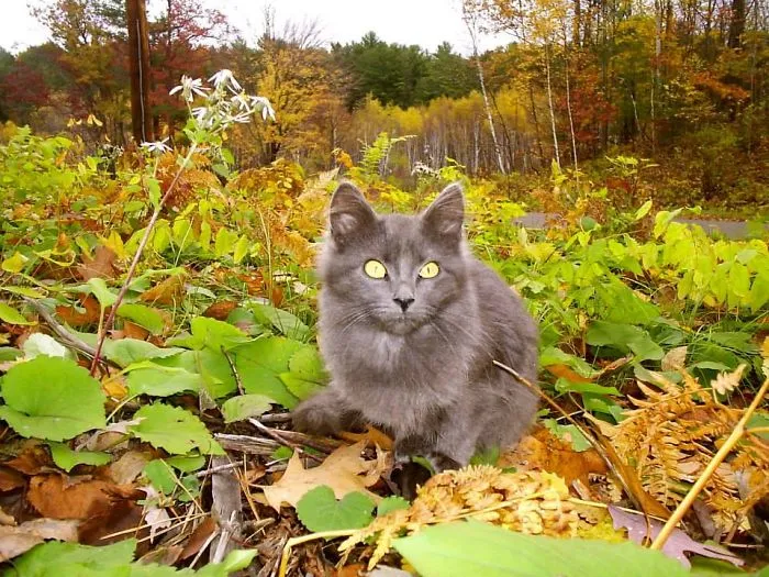 Gray In The Colorful