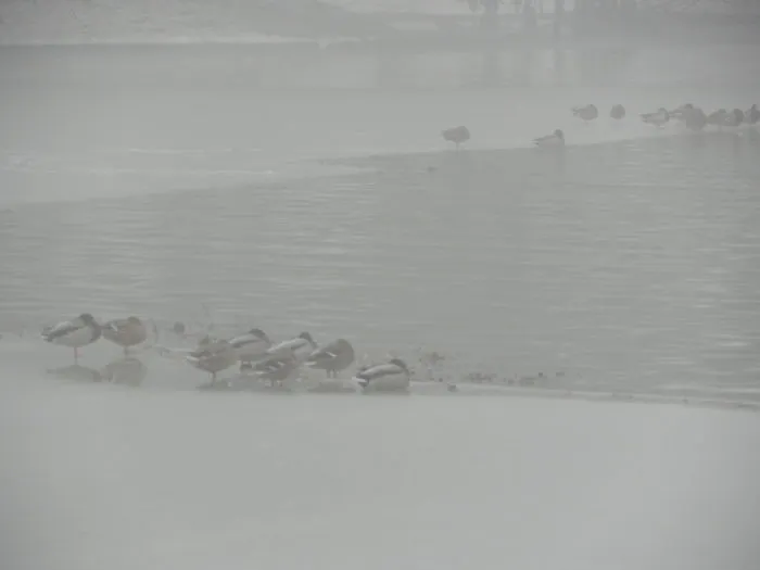 Huddled Up In A Fog