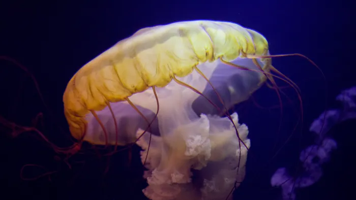 Barcelona Media Design / Jellyfish, Atlantis, The Bahamas