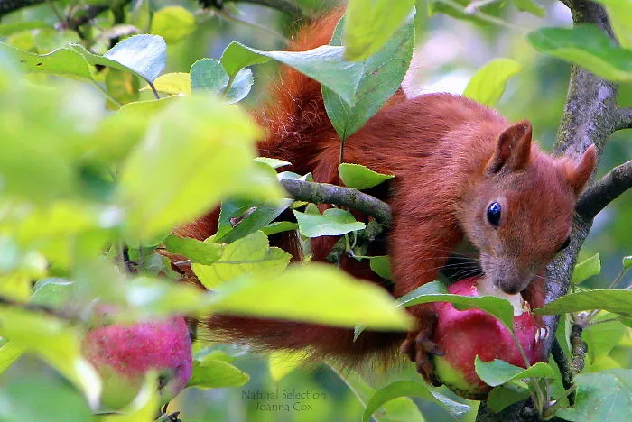 Hungry Sqirrel