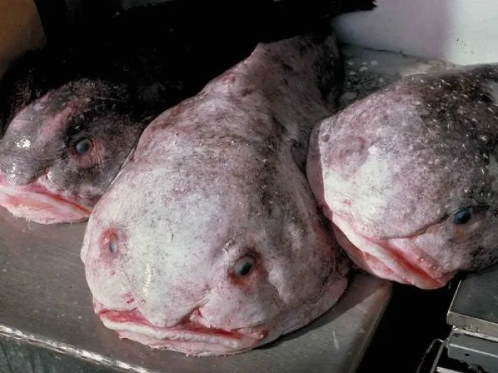 10 Stunning Pictures Of Strange-looking Aquatic Creatures