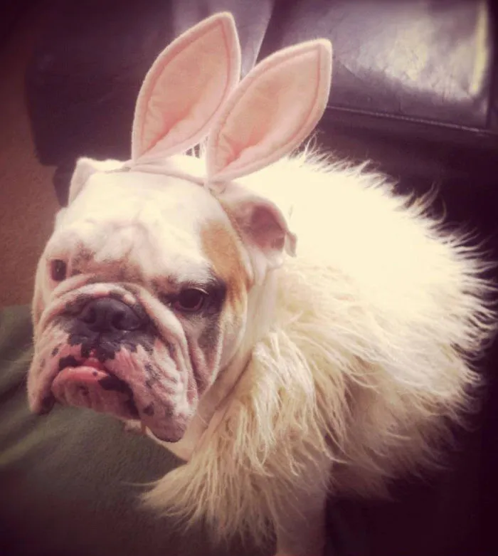 Bunny Bulldog