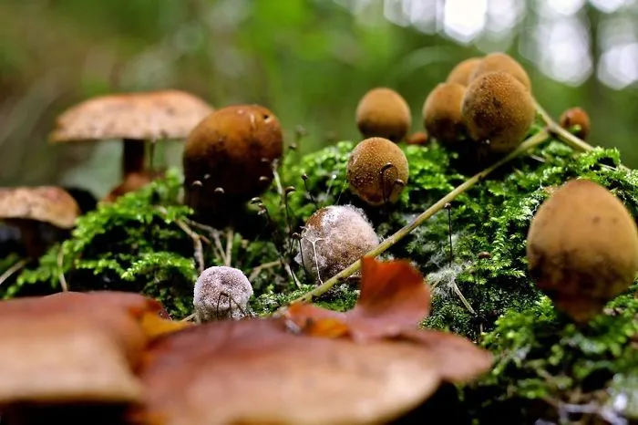 Mushroomcity