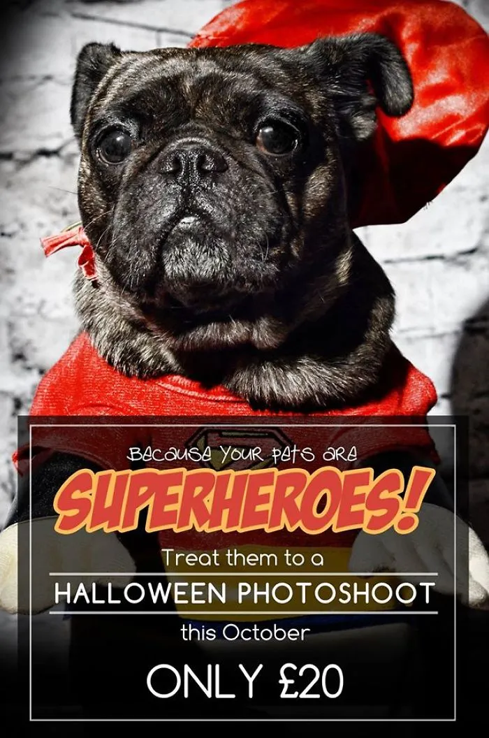 Forecast Designs Pet Photography :d