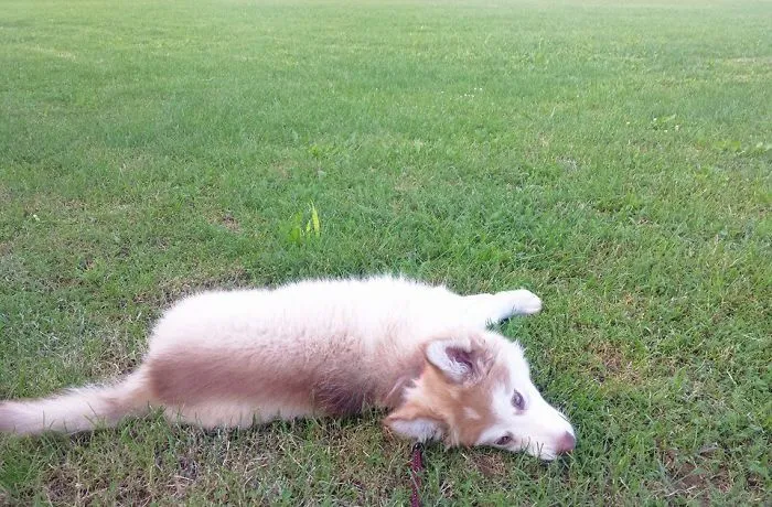 Bella (husky-malamute)