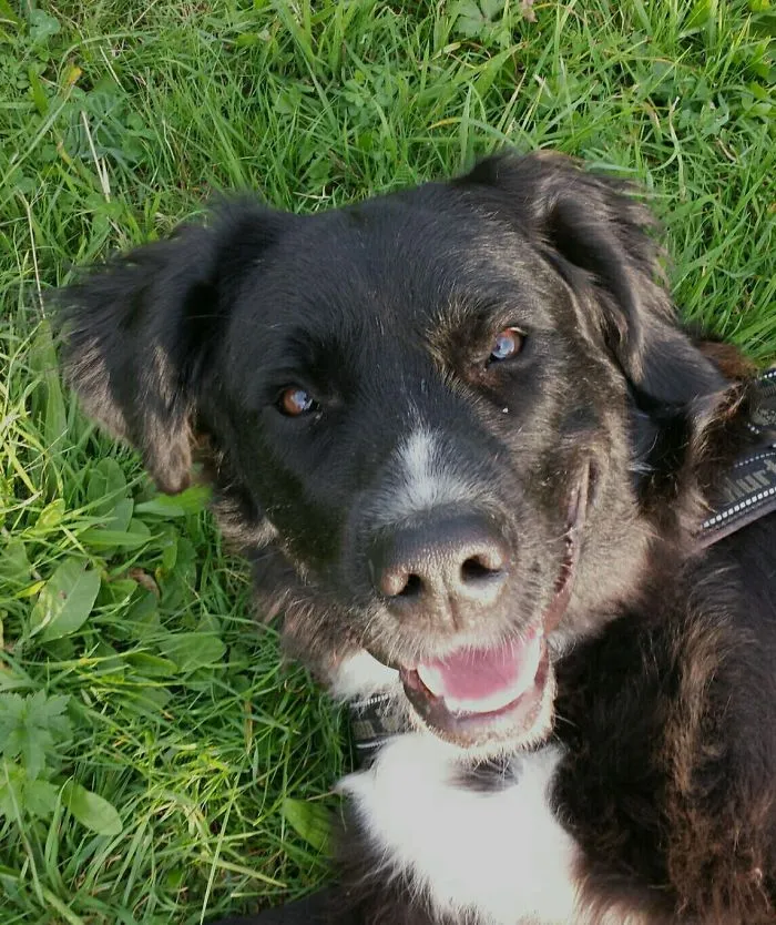 One Happy Doggy