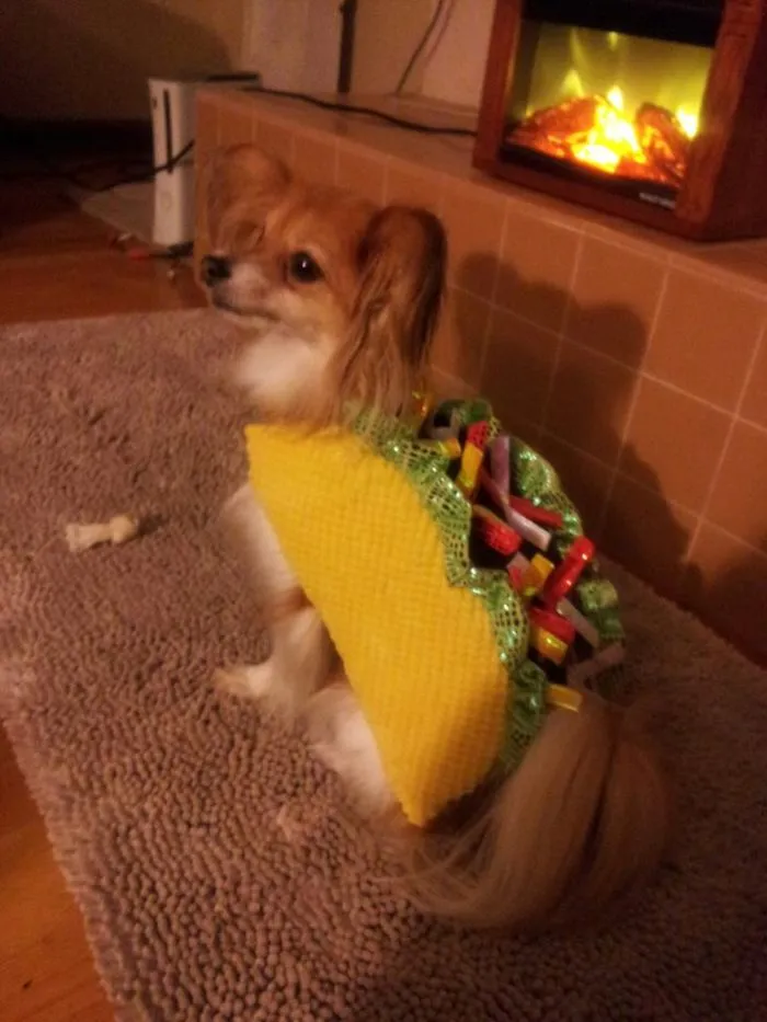Yo Quiero Taco Dog?
