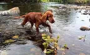 128 Animals Enjoying The Magic Of Autumn